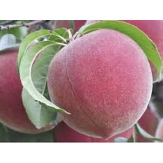 cây giống cây đào bát tiên (đào tiên quả đại)