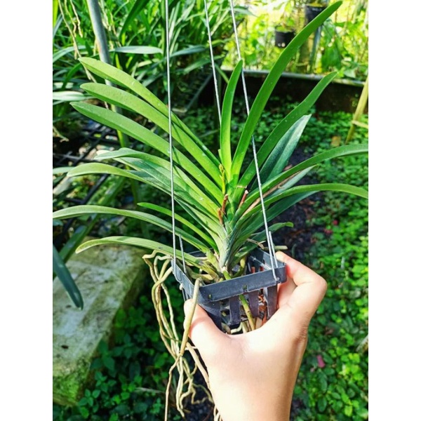 Lan Giáng hương Samurai Neo trắng hoa thơm