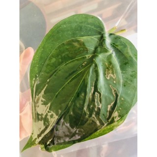 100gr Lá trầu không tươi