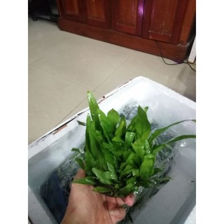 dương sỉ cầu tròn