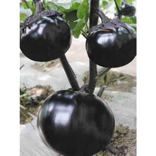 hạt giống Cà tím chery khổng lồ