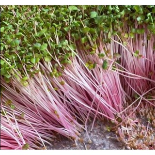 Hạt rau mầm củ cải đỏ 100g