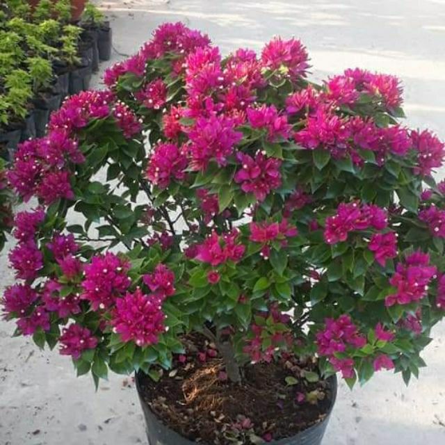 Bông giấy mỹ