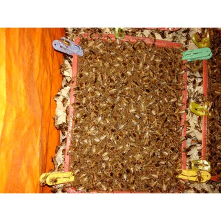 Khay trứng dế giống