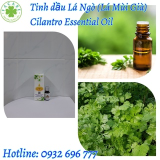 Tinh Dầu Mùi Già (Lá Ngò) - Cilantro Essential Oil Thiên Nhiên Nguyên Chất 10ml