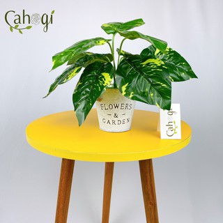 Cây giả - cây trầu bà đốm