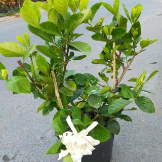 Hoa Bạch Thiên Hương.... thơm siểu