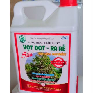 Siêu vọt đọt ra rễ mai vàng hoa kiểng