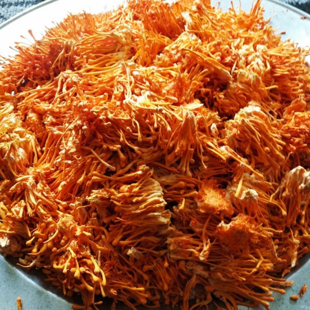 Nấm đông trùng hạ thảo khô - Đông trùng hạ thảo sấy thăng hoa