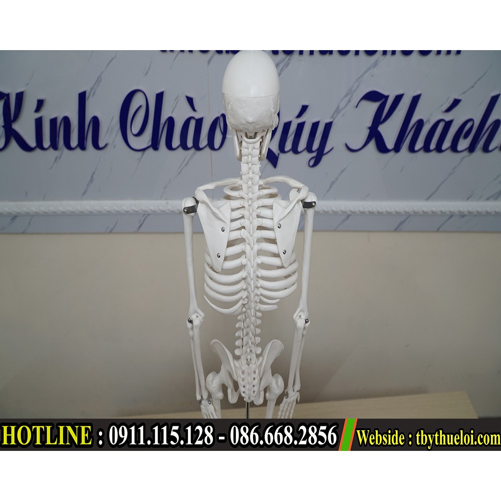 Mô hình xương người - Mô hình xương 85cm