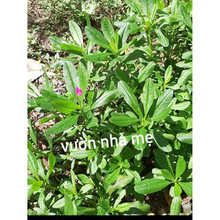 Cây sâm đất ( thổ sâm )