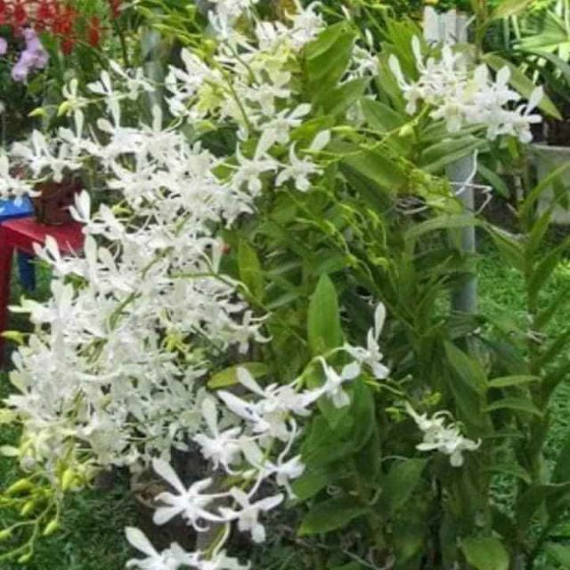 Denro nắng cwhite cây giống