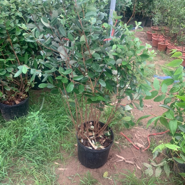 Cây ổi rubi