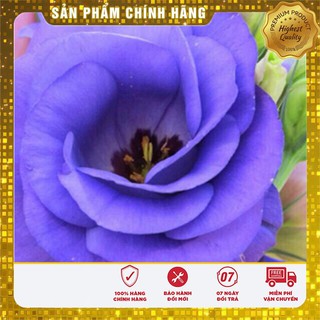 Hạt Giống Hoa Cát Tường Mix( 5 hạt)