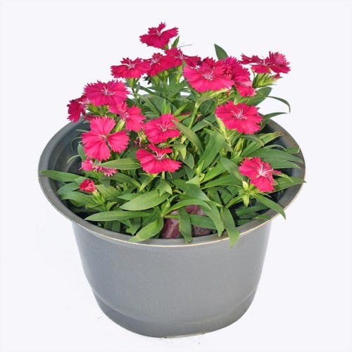 100 Hạt giống hoa cẩm chướng