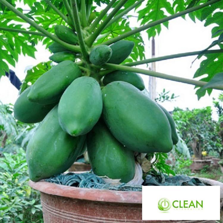 Hạt giống đu đủ lùn cao sản, siêu trái