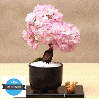 Gói 5 Hạt giống hoa anh đào ĐẾN MÙA TRỒNG TẾT