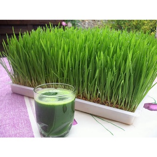 Bột Cỏ Lúa Mì nguyên chất - Wheat Grass