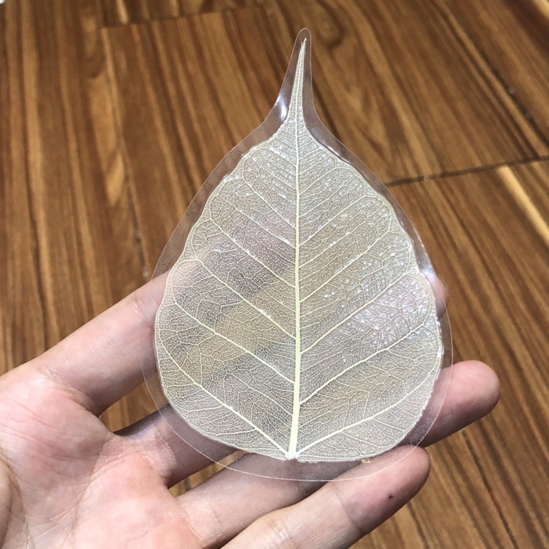 Lá Bồ Đề Trắng Tự Nhiên - mang lại may mắn, bình an | BigBuy360 - bigbuy360.vn