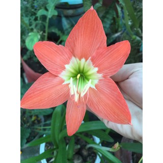 Củ lan huệ các màu