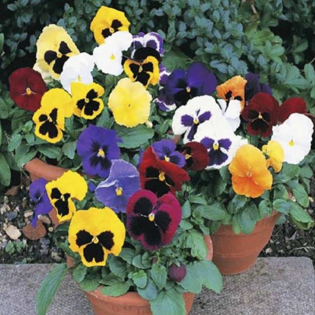 Hạt giống hoa PANSY MIX (Viola)