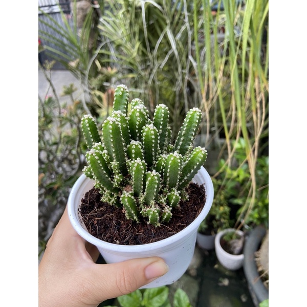 Xương rồng thanh sơn