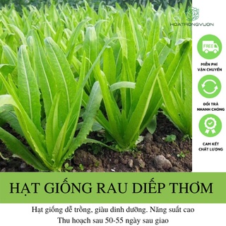 Hạt giống rau diếp thơm, ngò gai- 100 hạt