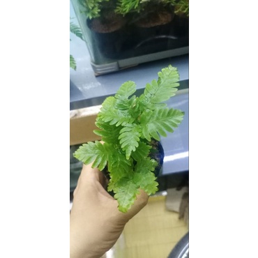 Dương xỉ mini trang trí tiểu cảnh, terrarium....3 loại
