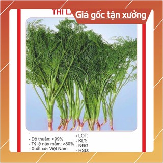 Hạt giống thì là bốn mùa 20gr Hạt giống