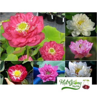 5 hạt giống sen quan âm nhiều màu linh ngoc