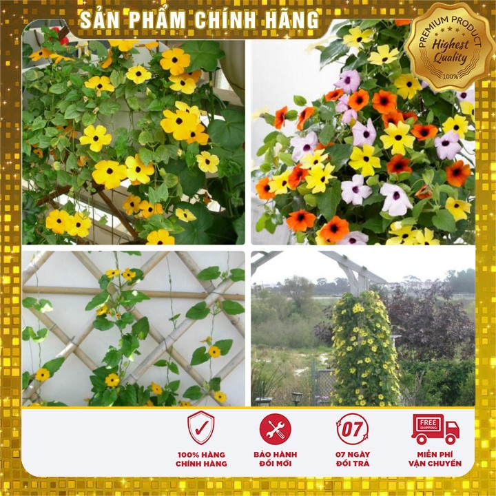 Hạt giống Hoa Ánh Dương ( 04 hạt)