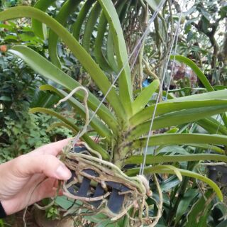 Hoa phong lan ngọc điểm lai