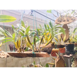 Lan Hoàng Lạp ghép thớt gỗ