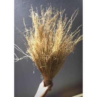 Rễ cỏ Vetiver trang trí