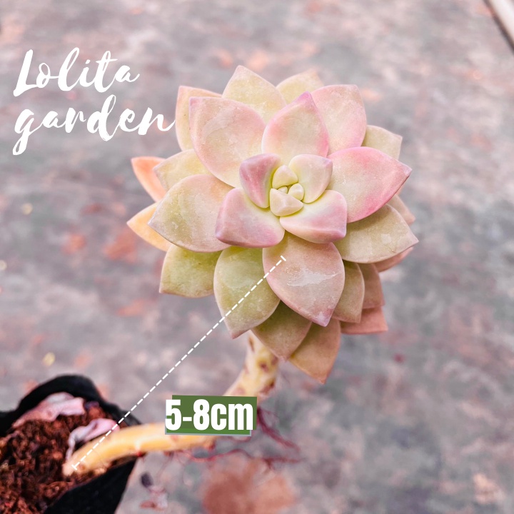 SEN ĐÁ PINK GEM CỔ THỤ SIZE BÉ, HÀNG ĐÀ LẠT, SIÊU XINH SIÊU KHỎE, LỖI 1 ĐỔI 1