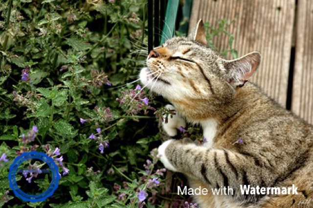 🌳🐾 100 HẠT GIỐNG CỎ MÈO CATNIP CHO SEN TỰ TRỒNG!!