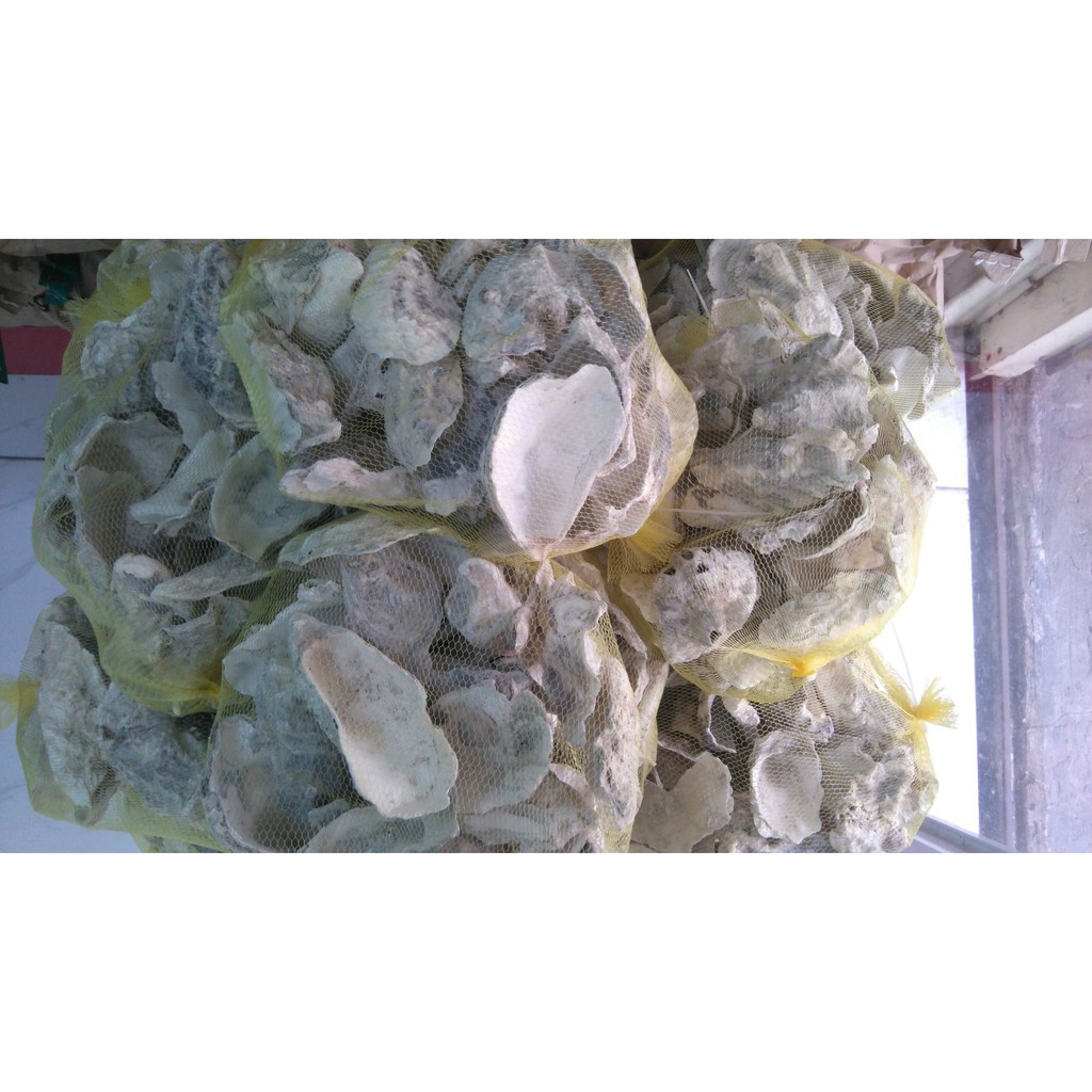 Vỏ hàu ion hóa giúp ổn định Ph nuôi vinh sinh trong hồ cá cảnh