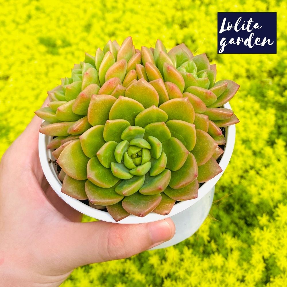 Sen đá mặt trời Đà Lạt size trung bình cây cảnh trang trí nhà cửa Lolita garden