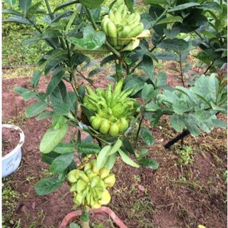 cây phật thủ giống