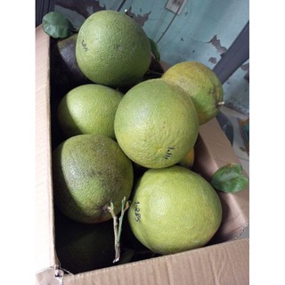 Combo 2 trái Bưởi Da Xanh Bến Tre (1kg~1,2kg/trái)