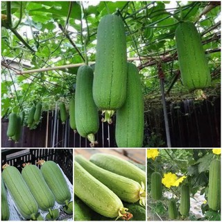 Hạt Giống Mướp Hương Quả Ngắn F1 ⚡️DỄ TRỒNG⚡️Giống Cho Năng Xuất Cao Ăn Ngon Gói 10 Hạt