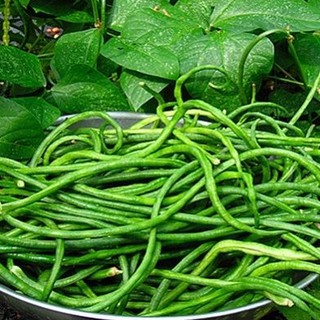 20gr - HẠT GIỐNG ĐẬU ĐŨA