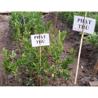 Cây Giống Phật Thủ Ghép Nhanh Cho Trái