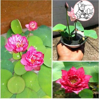 Hạt hoa sen nhật mini - gói 5 hạt
