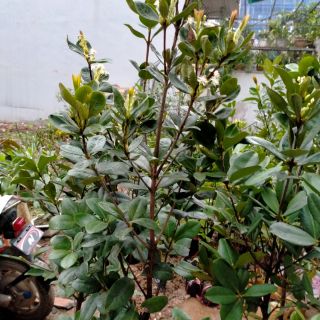 CÂY CHERY BRAZIN CÂY ĐÃ TỪNG CHO QUẢ CAO 1M7 ĐẸP TẶNG 1 TÚI PHÂN BÓN