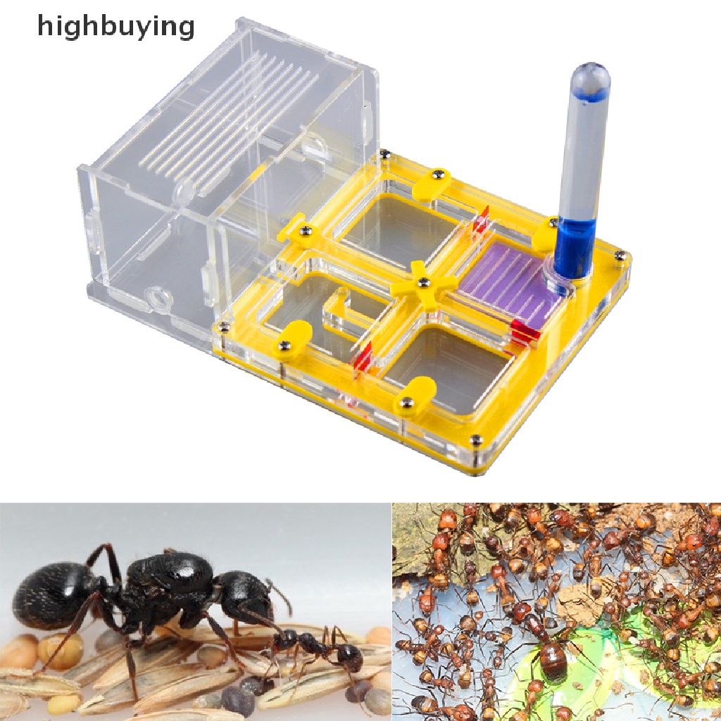Tổ đẻ trứng nuôi kiến bằng acrylic