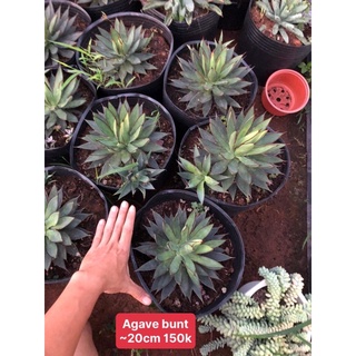 Agave burnt burgundy (dứa viền đỏ)