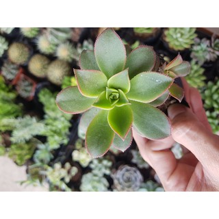 Sen đá ba màu (Đọc mô tả) Aeonium ‘Kiwi'
