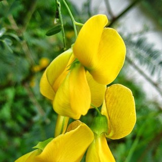 20h Hạt Giống Bông Điên Điển luckyseed hạt siêu rẻ
