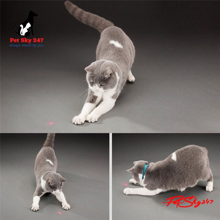 Đồ Chơi Đèn Laser Led Cho Chó Mèo